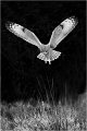 622 - OWL HUNTING - TARBOX JIM - united kingdom